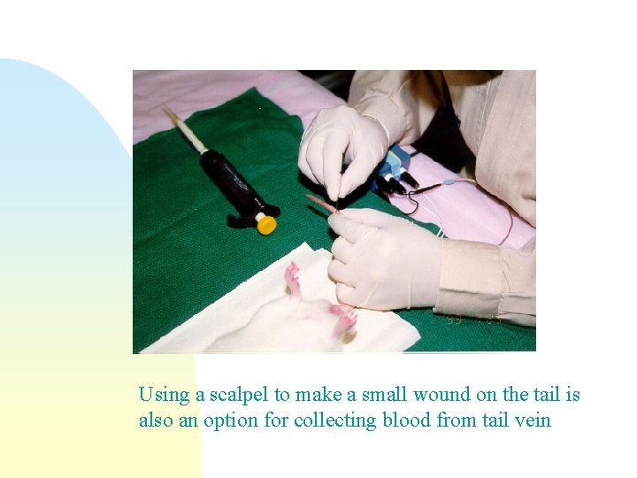 Using a scalpel to make a small wound on the tail is also an