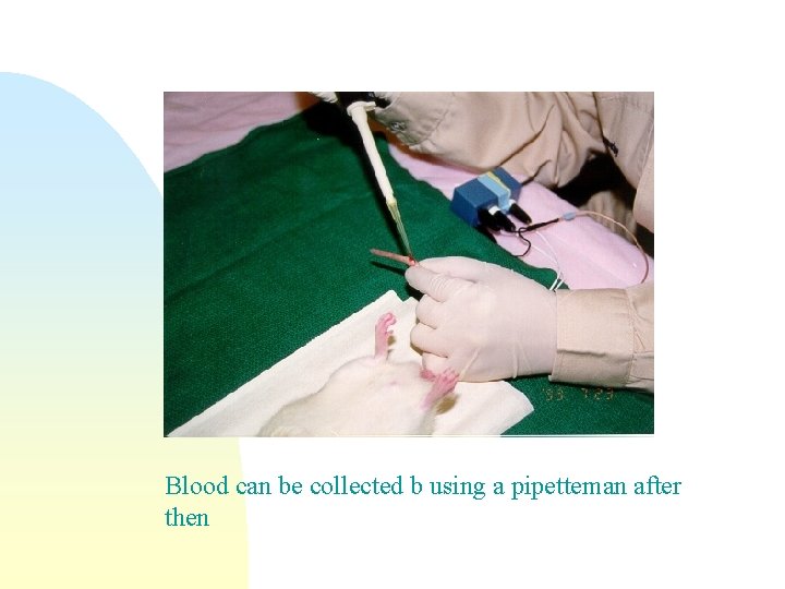 Blood can be collected b using a pipetteman after then 