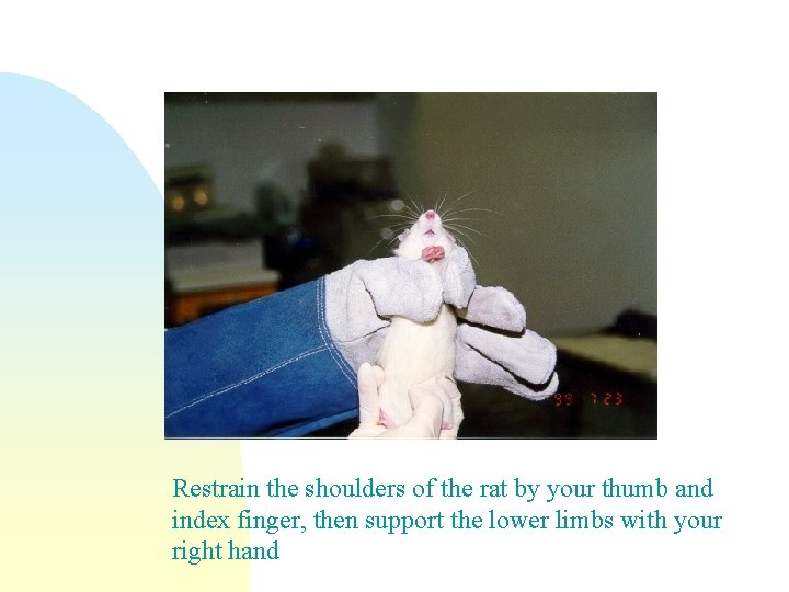 Restrain the shoulders of the rat by your thumb and index finger, then support