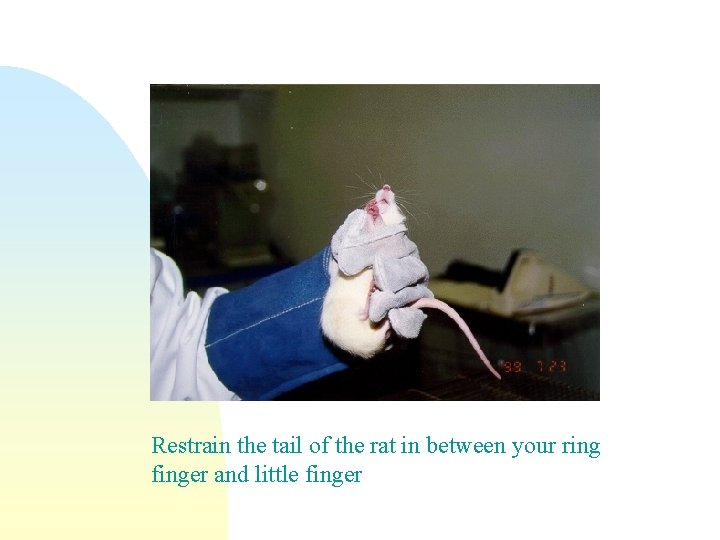 Restrain the tail of the rat in between your ring finger and little finger
