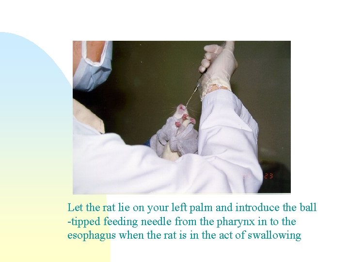 Let the rat lie on your left palm and introduce the ball -tipped feeding