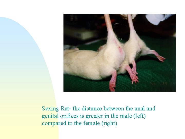 Sexing Rat- the distance between the anal and genital orifices is greater in the