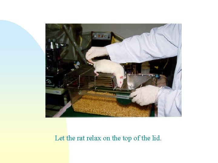 Let the rat relax on the top of the lid. 