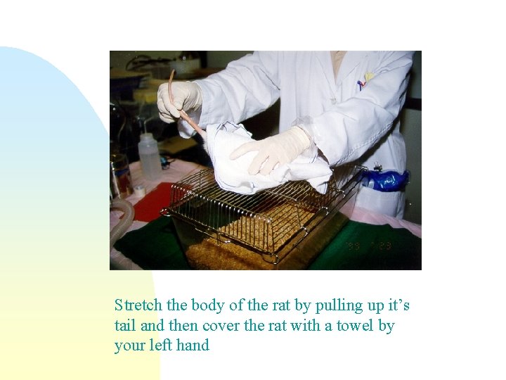 Stretch the body of the rat by pulling up it’s tail and then cover