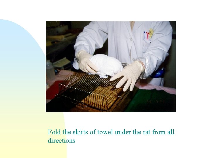 Fold the skirts of towel under the rat from all directions 