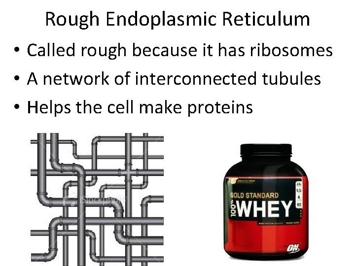 Rough Endoplasmic Reticulum • Called rough because it has ribosomes • A network of