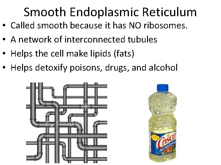  • • Smooth Endoplasmic Reticulum Called smooth because it has NO ribosomes. A