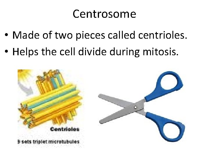 Centrosome • Made of two pieces called centrioles. • Helps the cell divide during