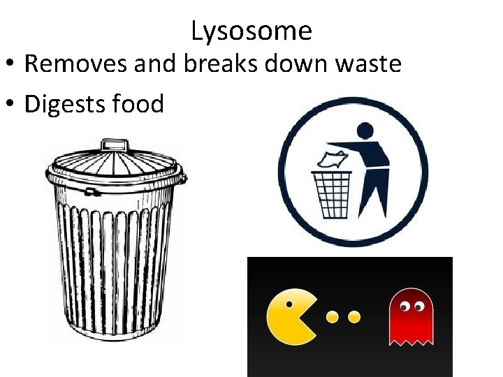 Lysosome • Removes and breaks down waste • Digests food 