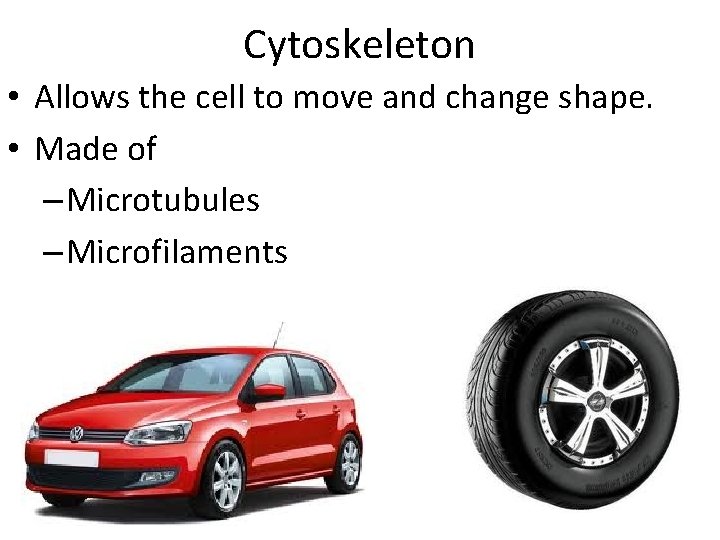 Cytoskeleton • Allows the cell to move and change shape. • Made of –