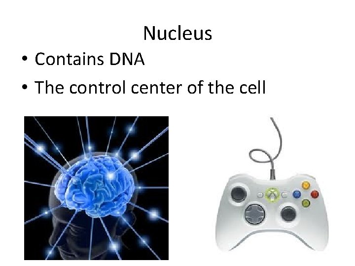 Nucleus • Contains DNA • The control center of the cell 
