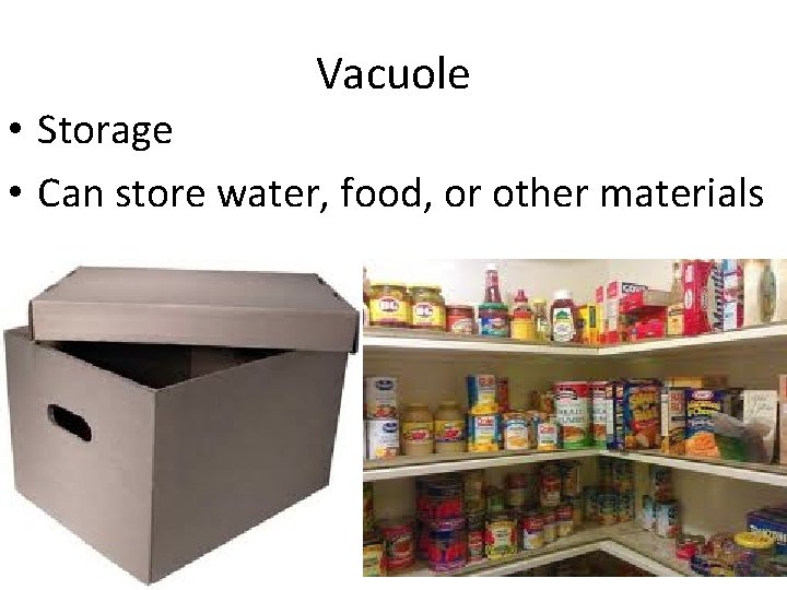 Vacuole • Storage • Can store water, food, or other materials 