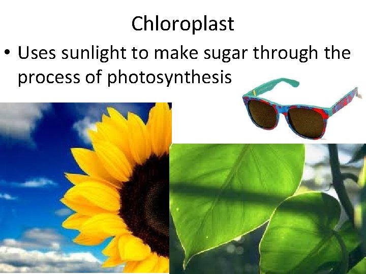 Chloroplast • Uses sunlight to make sugar through the process of photosynthesis 