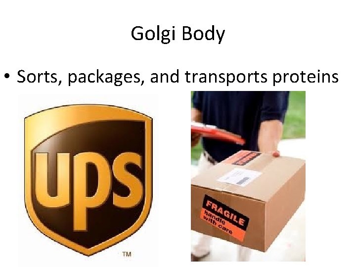 Golgi Body • Sorts, packages, and transports proteins 