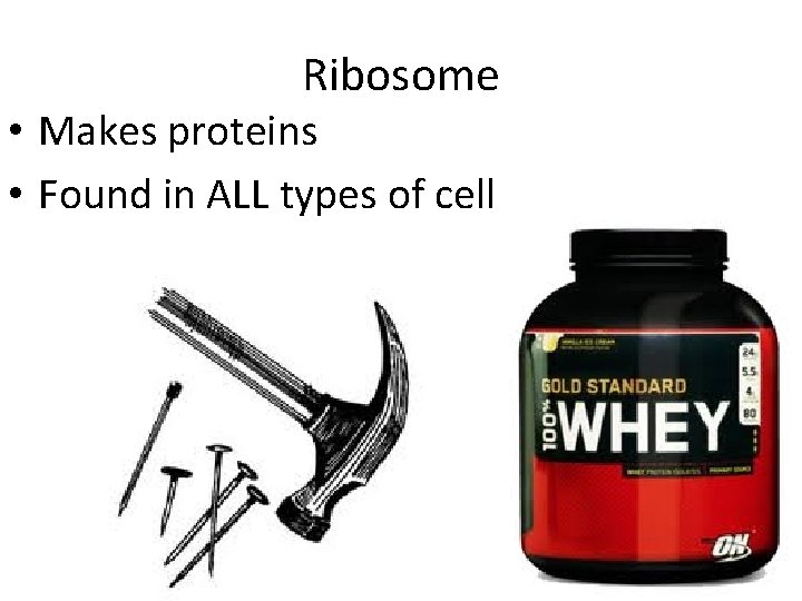 Ribosome • Makes proteins • Found in ALL types of cell 