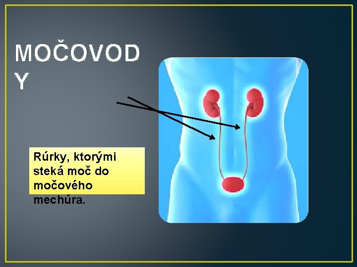 MOČOVOD Y Rúrky, ktorými steká moč do močového mechúra. 