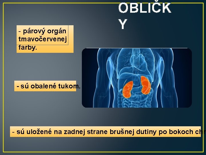 - párový orgán tmavočervenej farby. OBLIČK Y - sú obalené tukom. - sú uložené