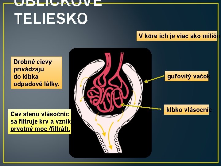 OBLIČKOVÉ TELIESKO V kôre ich je viac ako milión. Drobné cievy privádzajú do klbka