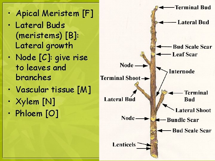  • Apical Meristem [F] • Lateral Buds (meristems) [B]: Lateral growth • Node