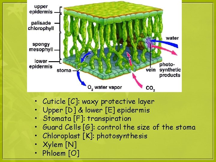  • • Cuticle [C]: waxy protective layer Upper [D] & lower [E] epidermis