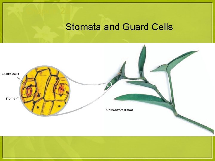 Chapter 29 Stomata and Guard Cells 