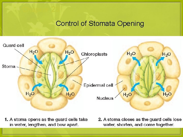 Chapter 29 Control of Stomata Opening 