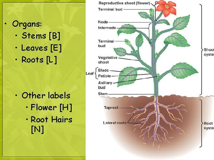  • Organs: • Stems [B] • Leaves [E] • Roots [L] • Other