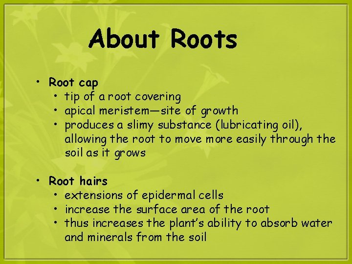 About Roots • Root cap • tip of a root covering • apical meristem—site