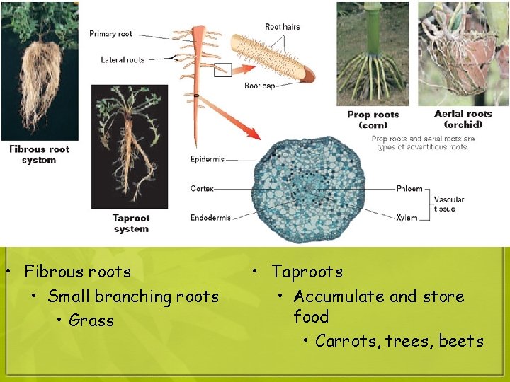  • Fibrous roots • Small branching roots • Grass • Taproots • Accumulate