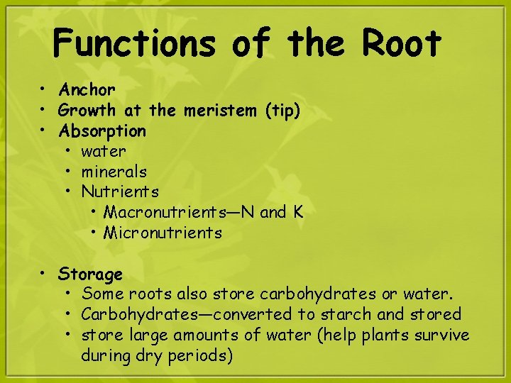 Functions of the Root • Anchor • Growth at the meristem (tip) • Absorption