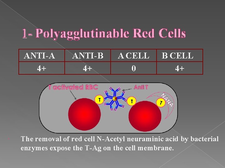 1 - Polyagglutinable Red Cells ANTI-A 4+ ANTI-B 4+ A CELL 0 B CELL