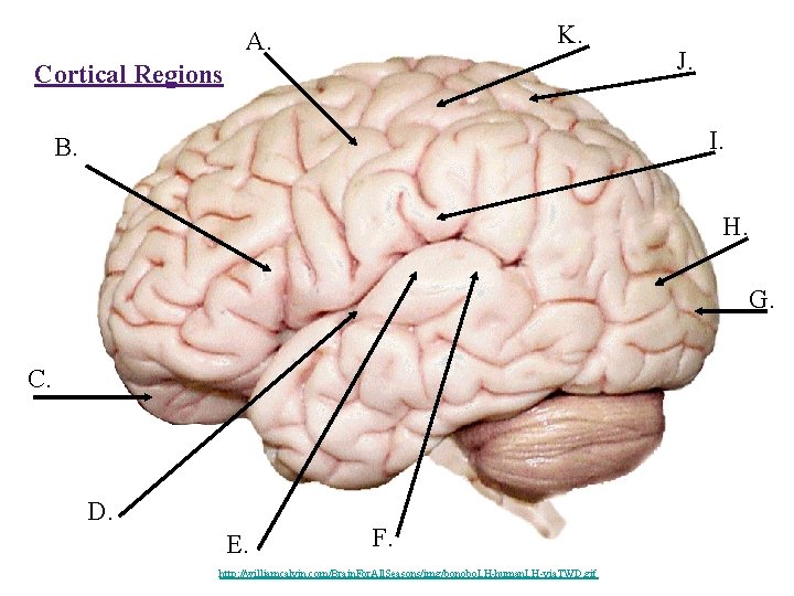 K. A. Cortical Regions J. I. B. H. G. C. D. E. F. http: