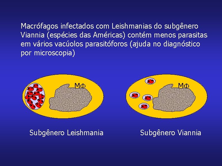 Macrófagos infectados com Leishmanias do subgênero Viannia (espécies das Américas) contém menos parasitas em