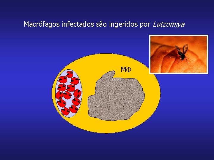 Macrófagos infectados são ingeridos por Lutzomiya M 