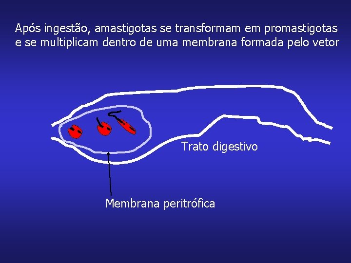 Após ingestão, amastigotas se transformam em promastigotas e se multiplicam dentro de uma membrana