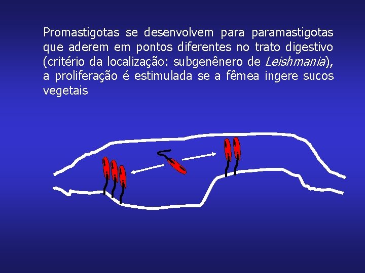 Promastigotas se desenvolvem paramastigotas que aderem em pontos diferentes no trato digestivo (critério da