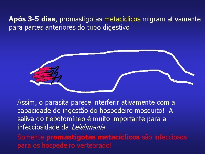 Após 3 -5 dias, promastigotas metacíclicos migram ativamente para partes anteriores do tubo digestivo
