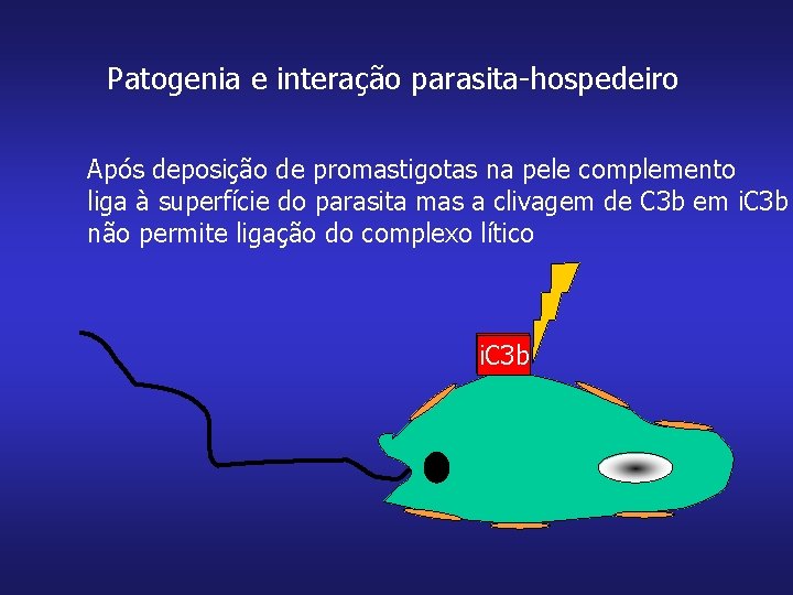 Patogenia e interação parasita-hospedeiro Após deposição de promastigotas na pele complemento liga à superfície
