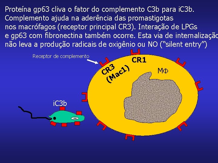 Proteína gp 63 cliva o fator do complemento C 3 b para i. C