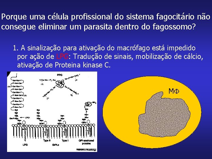 Porque uma célula profissional do sistema fagocitário não consegue eliminar um parasita dentro do