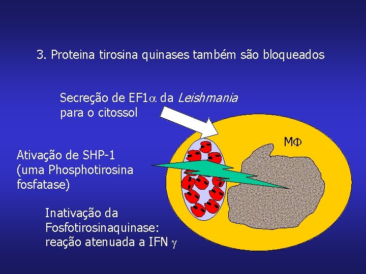 3. Proteina tirosina quinases também são bloqueados Secreção de EF 1 da Leishmania para