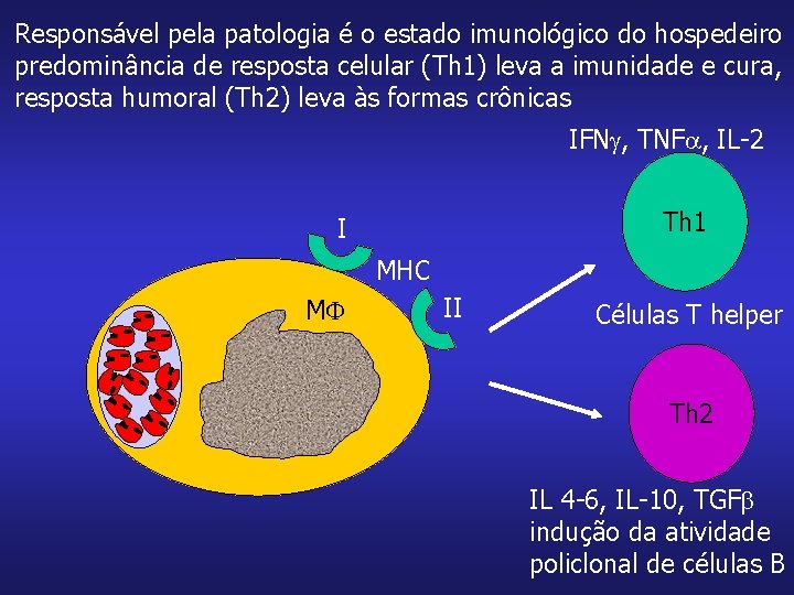 Responsável pela patologia é o estado imunológico do hospedeiro predominância de resposta celular (Th