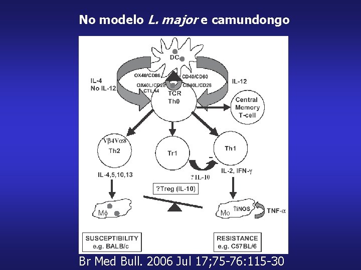 No modelo L. major e camundongo Br Med Bull. 2006 Jul 17; 75 -76: