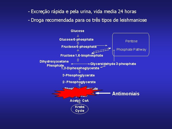 - Excreção rápida e pela urina, vida media 24 horas - Droga recomendada para