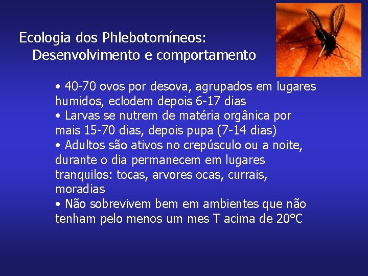 Ecologia dos Phlebotomíneos: Desenvolvimento e comportamento • 40 -70 ovos por desova, agrupados em