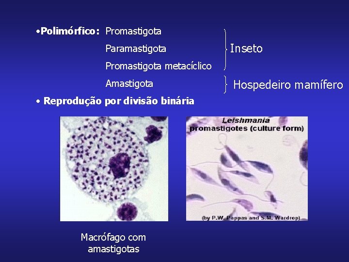  • Polimórfico: Promastigota Paramastigota Inseto Promastigota metacíclico Amastigota • Reprodução por divisão binária