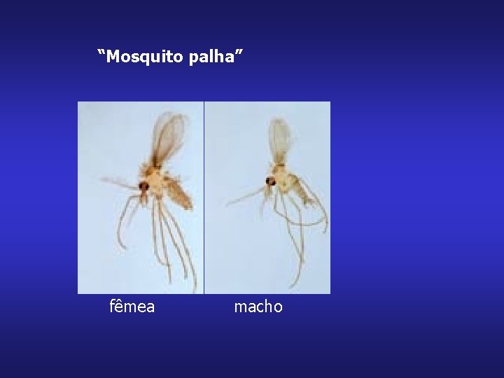 “Mosquito palha” fêmea macho 