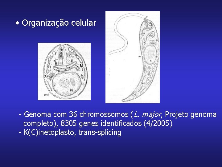  • Organização celular - Genoma com 36 chromossomos (L. major, Projeto genoma completo),