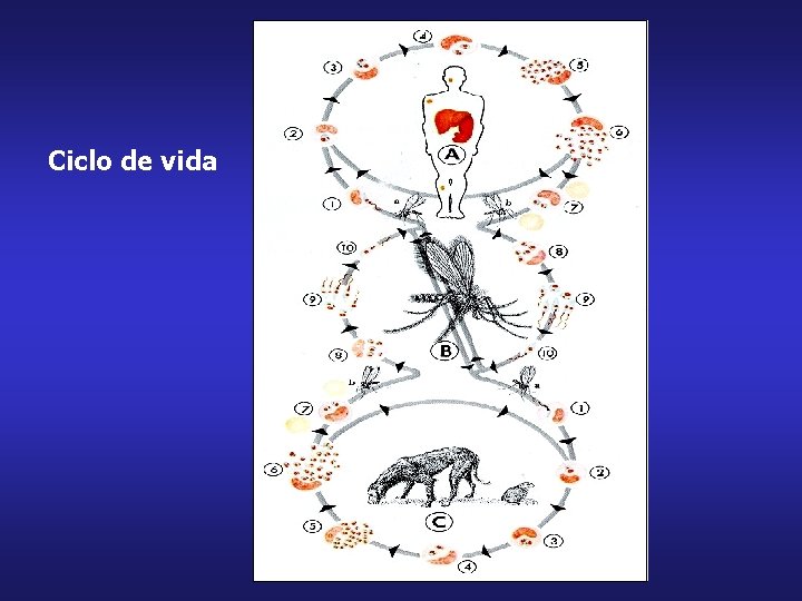 Ciclo de vida 