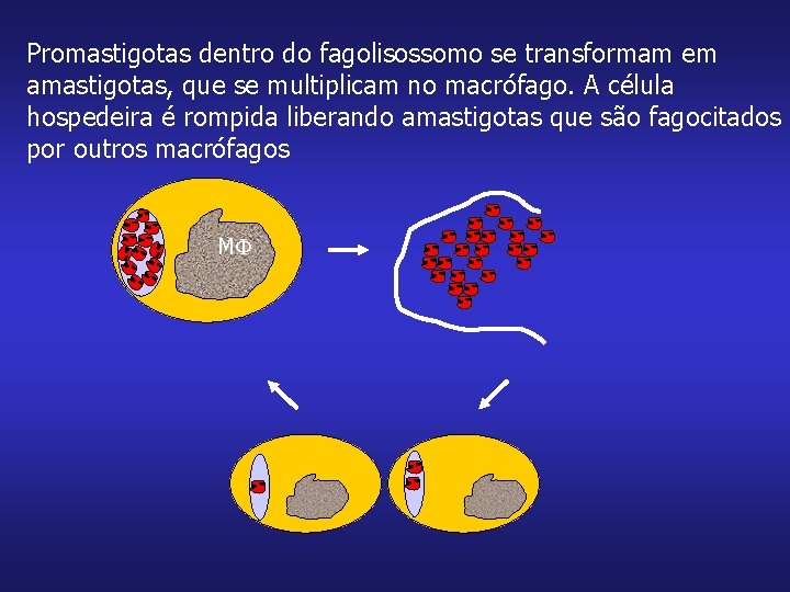 Promastigotas dentro do fagolisossomo se transformam em amastigotas, que se multiplicam no macrófago. A